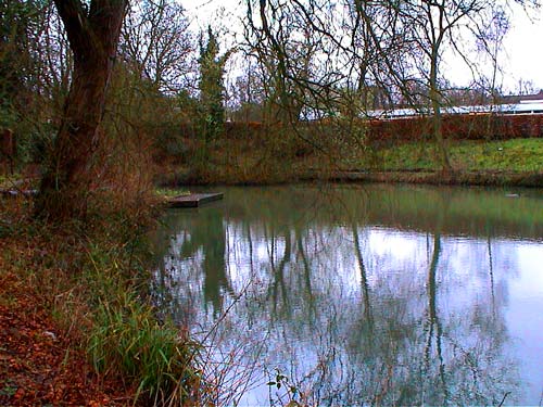 The pond in winter