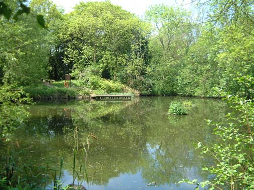 The pond in summer